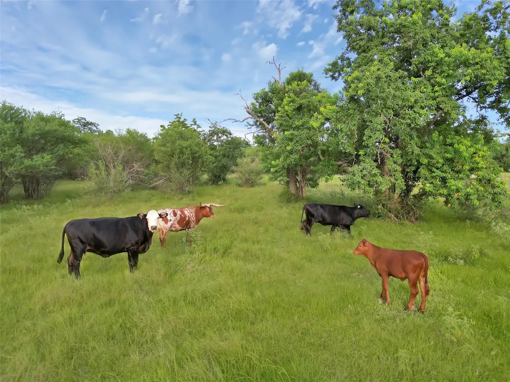 868 Lisa Mae Road Bellville, TX 77418