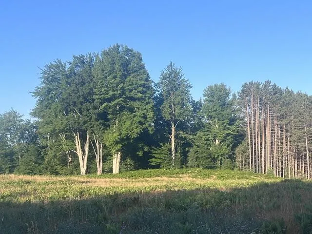 13251 Makinen Road Kaleva, MI 49645