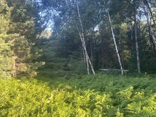 13251 Makinen Road Kaleva, MI 49645
