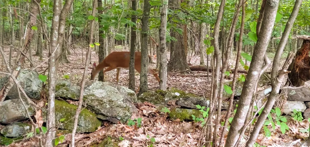 1433 County Route 56 Lane Mountain Dale, NY 12779
