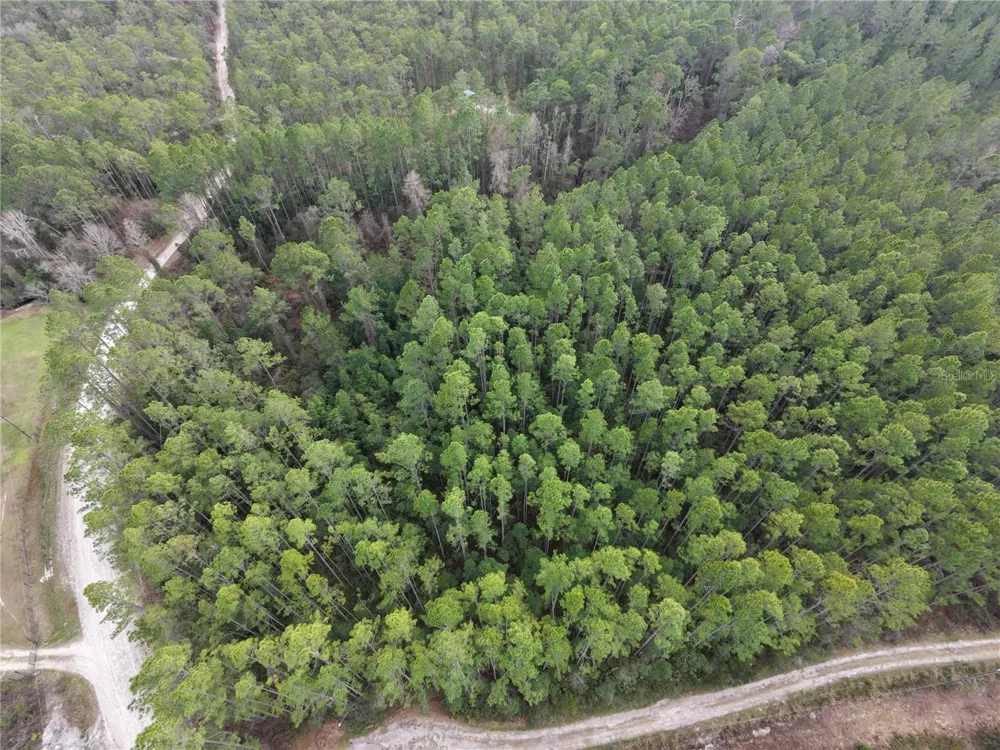 NE NE 130 CT RD Fort Mc Coy, FL 32134
