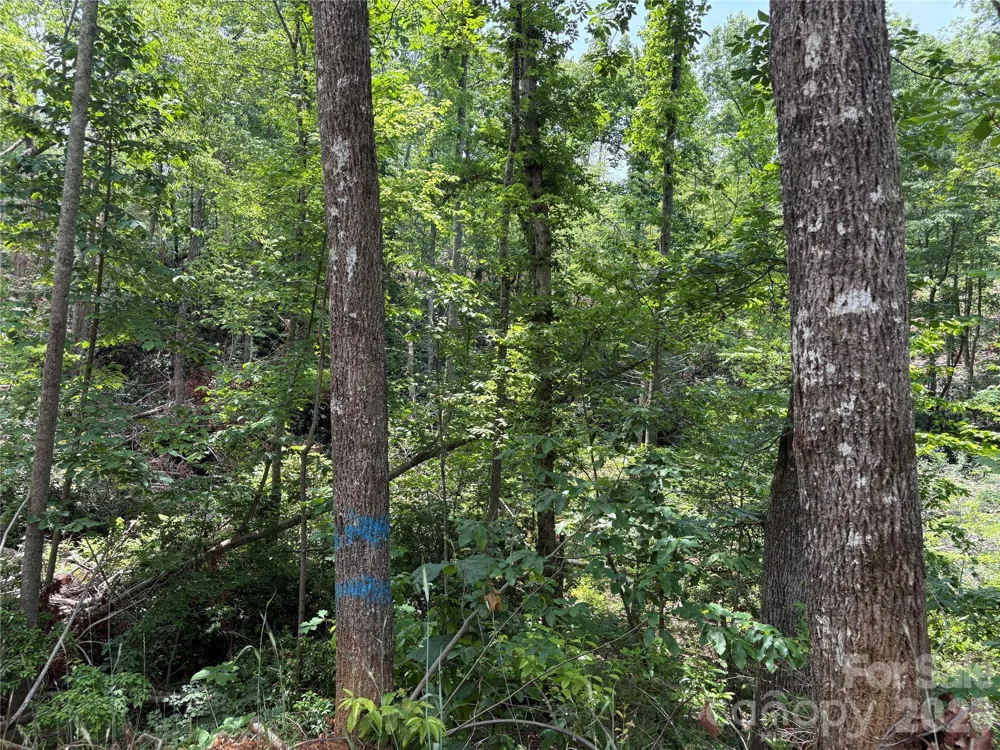 TBD Early Road Saluda, NC 28773