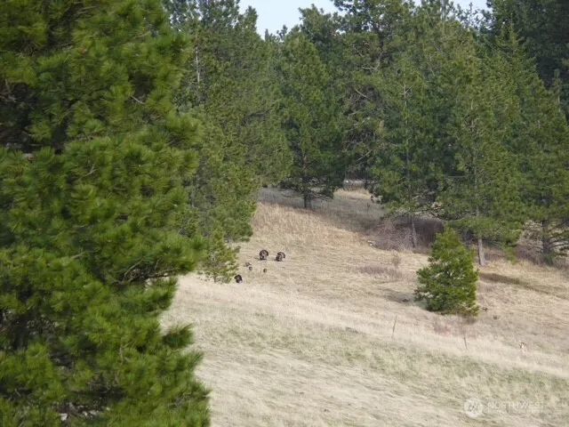 0 bare land Waitsburg, WA 99361
