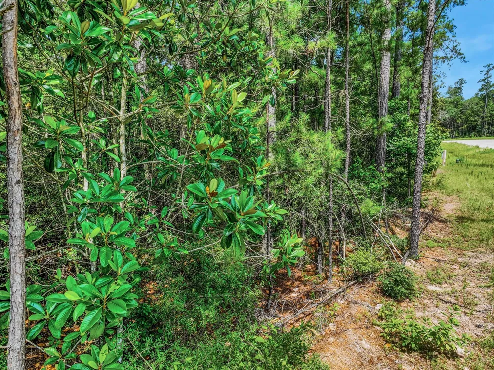 103 Eagle Run Road Willis, TX 77378