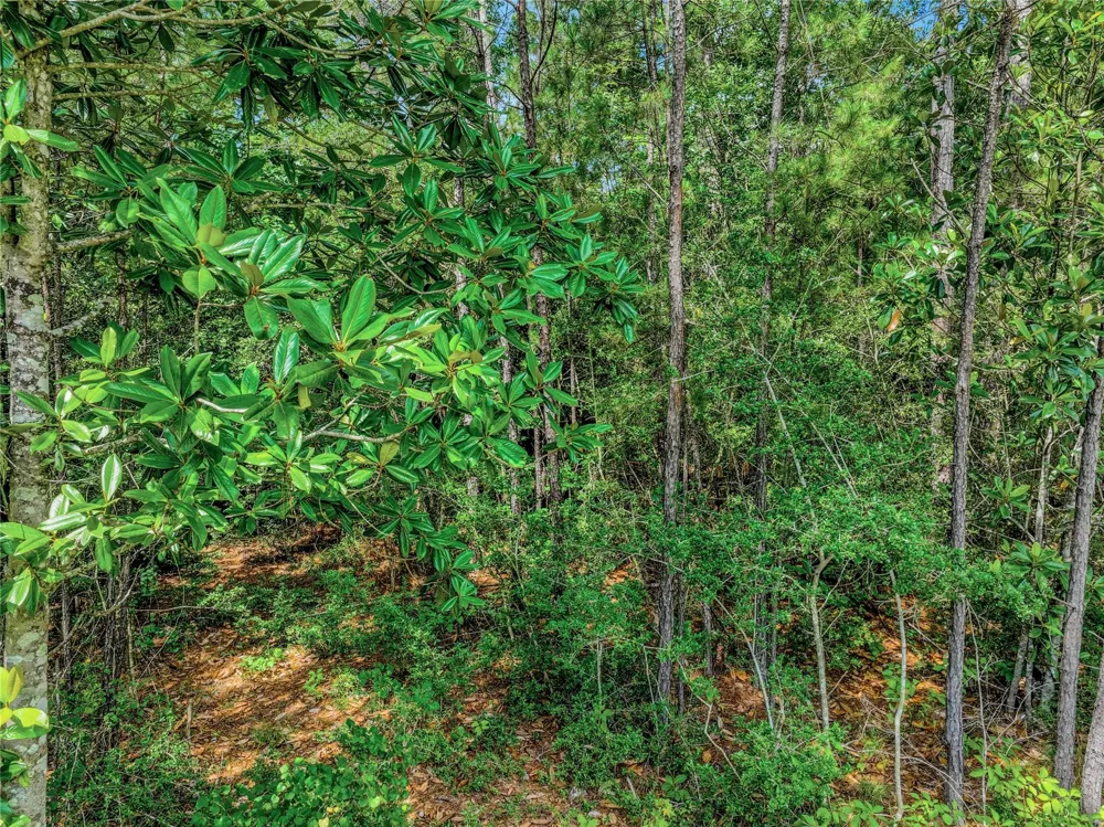 103 Eagle Run Road Willis, TX 77378