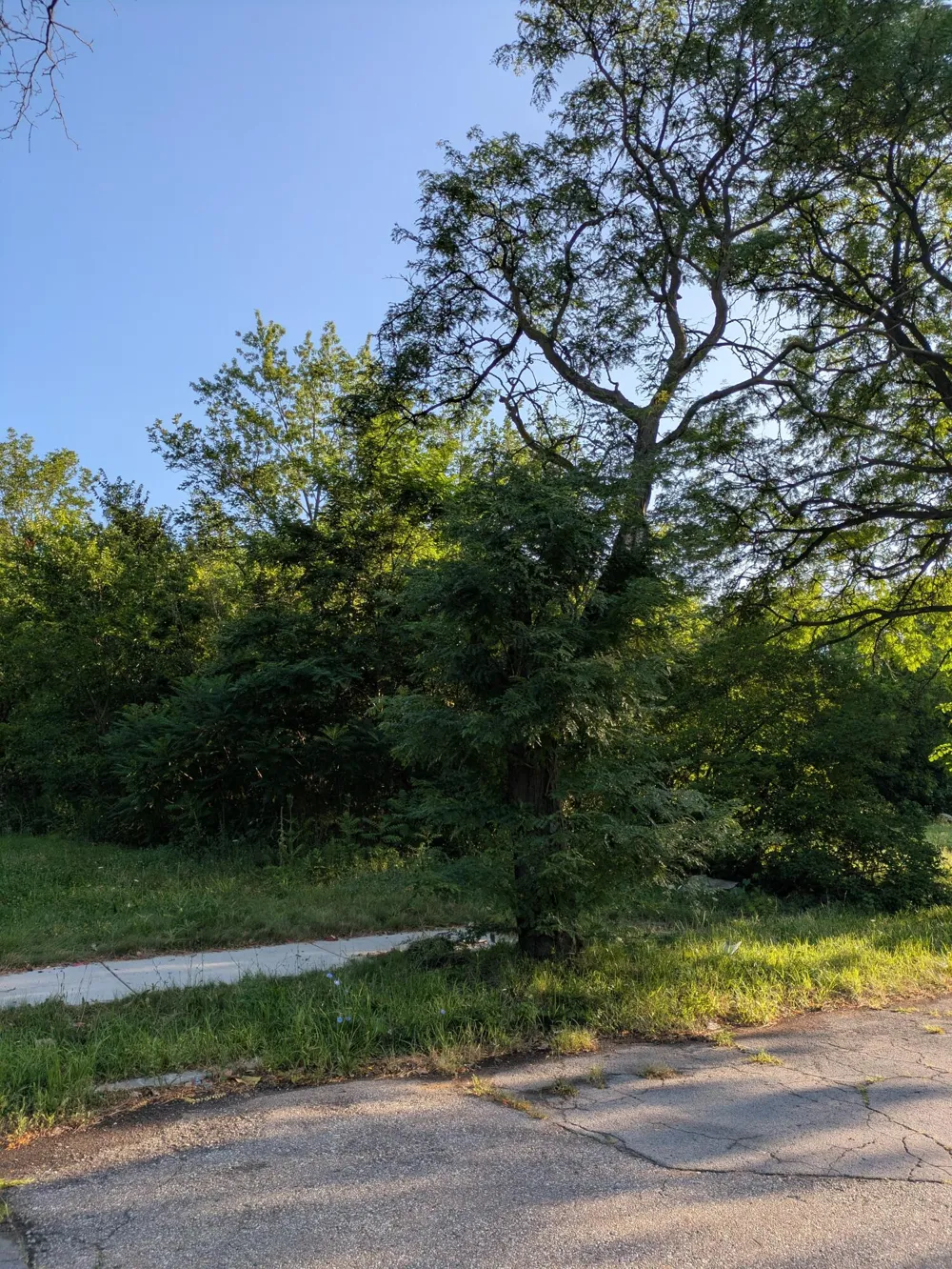 2640 W Forest Avenue Detroit, MI 48208