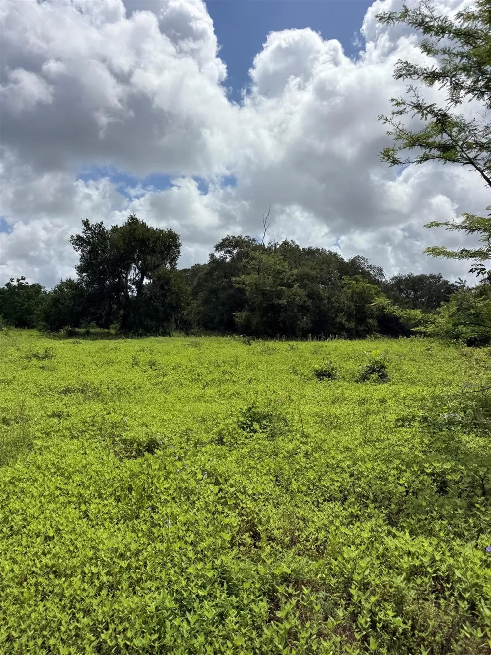 County Road 496 Brazoria, TX 77422