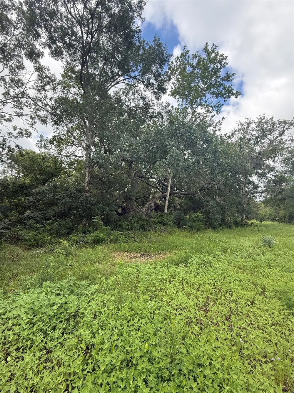 County Road 496 Brazoria, TX 77422