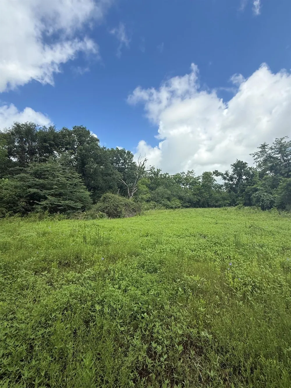 County Road 496 Brazoria, TX 77422