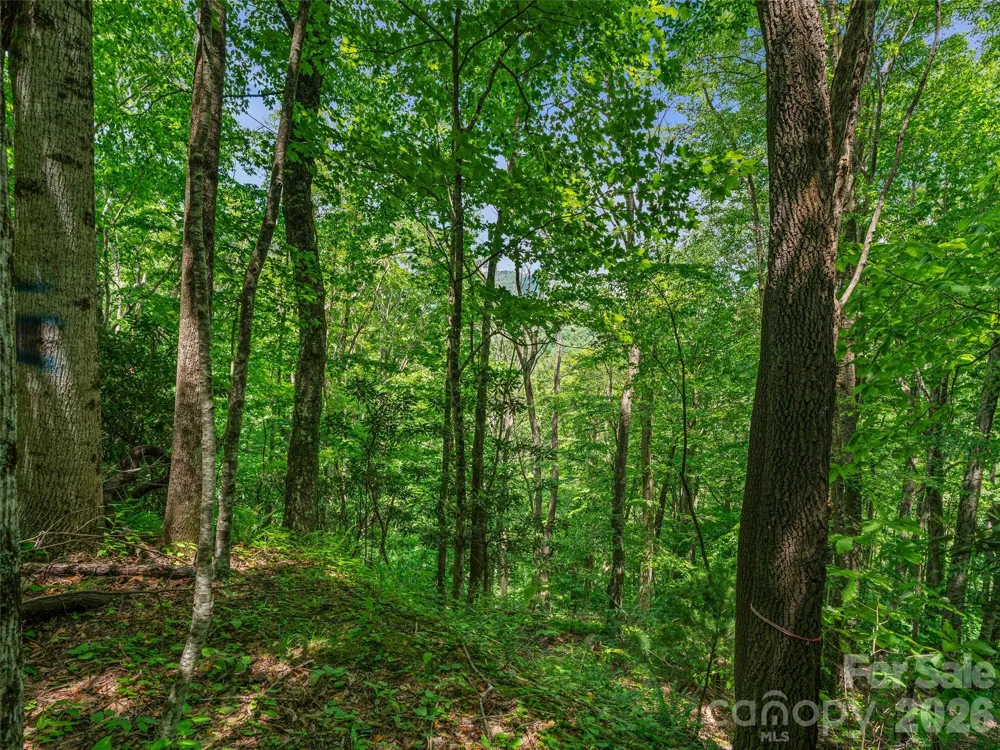 0 Lotties Creek Road Burnsville, NC 28714