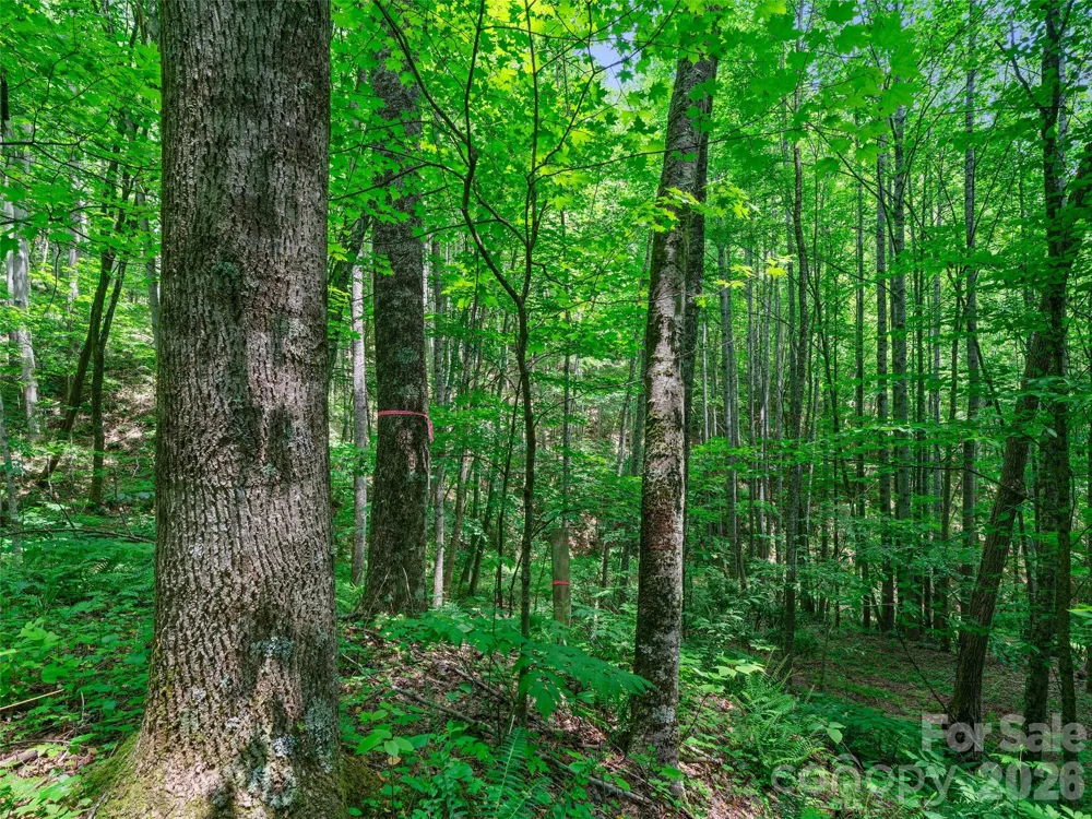 0 Lotties Creek Road Burnsville, NC 28714