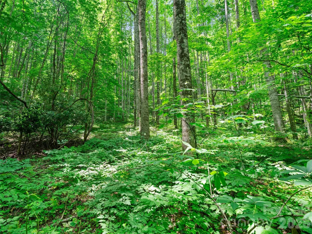 0 Lotties Creek Road Burnsville, NC 28714