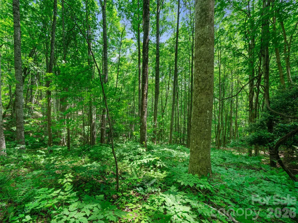 0 Lotties Creek Road Burnsville, NC 28714