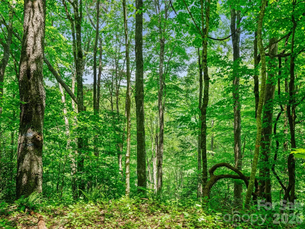 0 Lotties Creek Road Burnsville, NC 28714