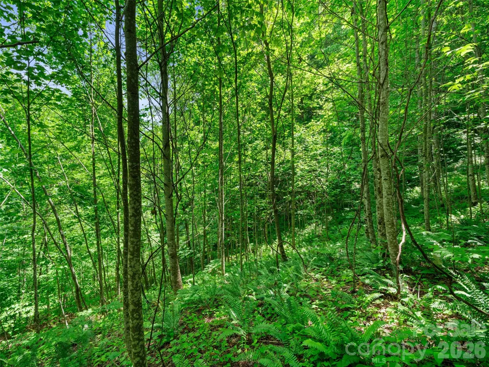 0 Lotties Creek Road Burnsville, NC 28714