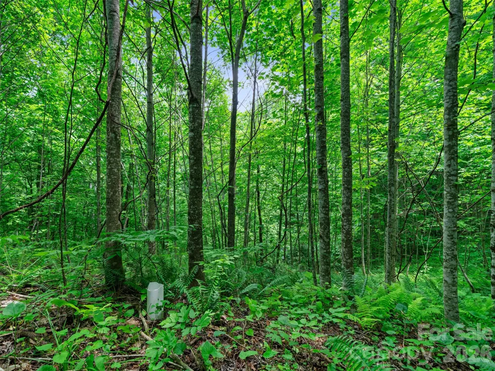 0 Lotties Creek Road Burnsville, NC 28714