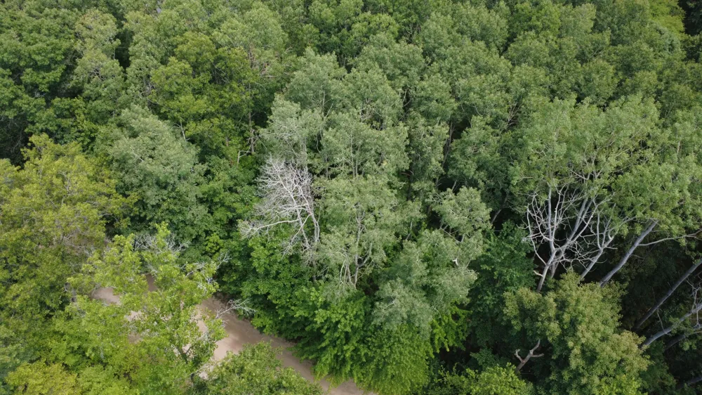 11113 Rambling Way Canadian Lakes, MI 49346