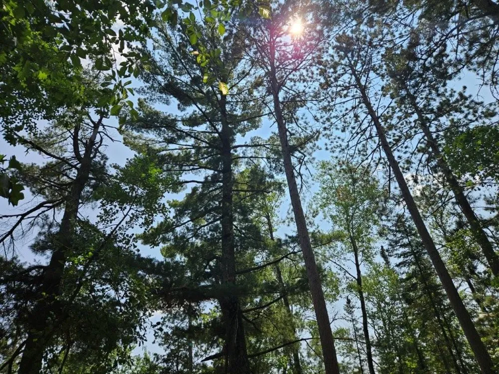 TBD 330th Street Shevlin, MN 56676