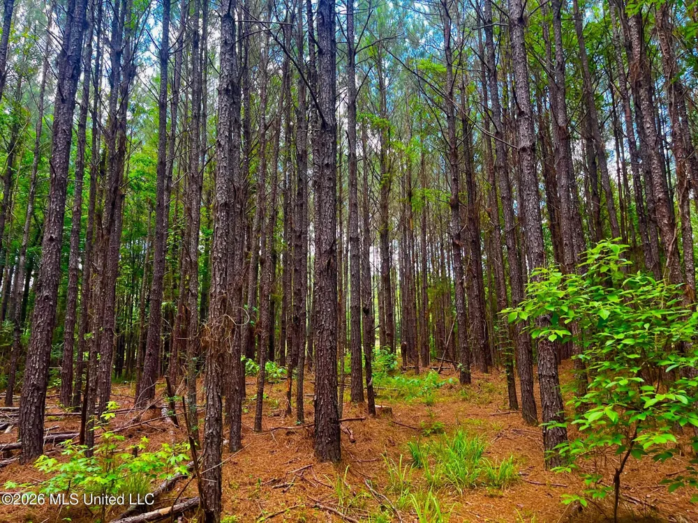 Arthur Drive Brookhaven, MS 39601