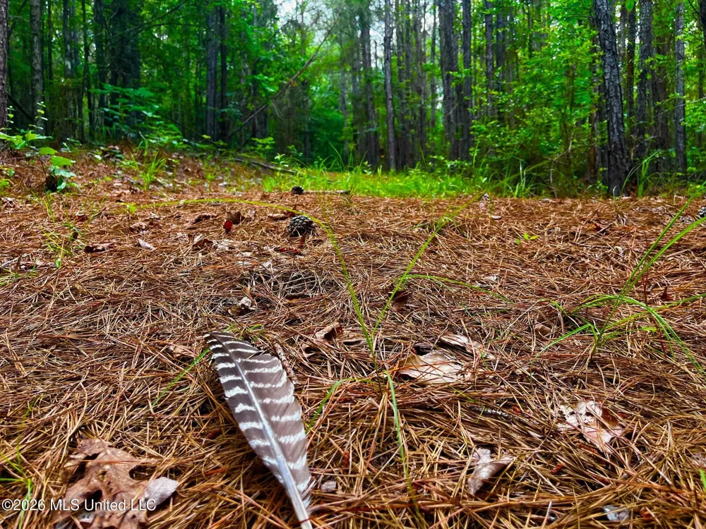 Arthur Drive Brookhaven, MS 39601