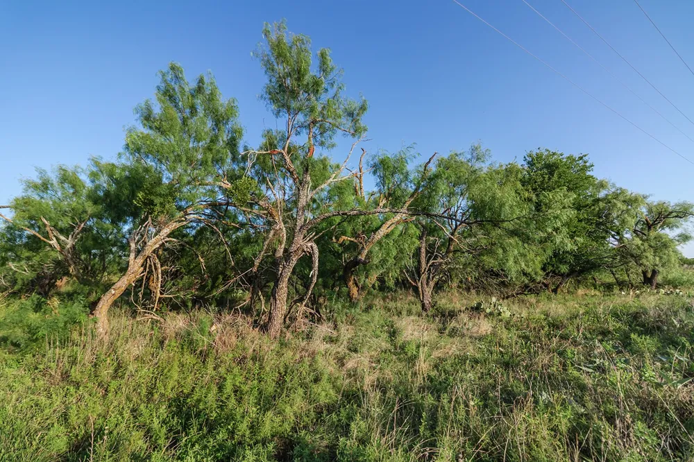 2055 CR 472 Rochelle, TX 76825
