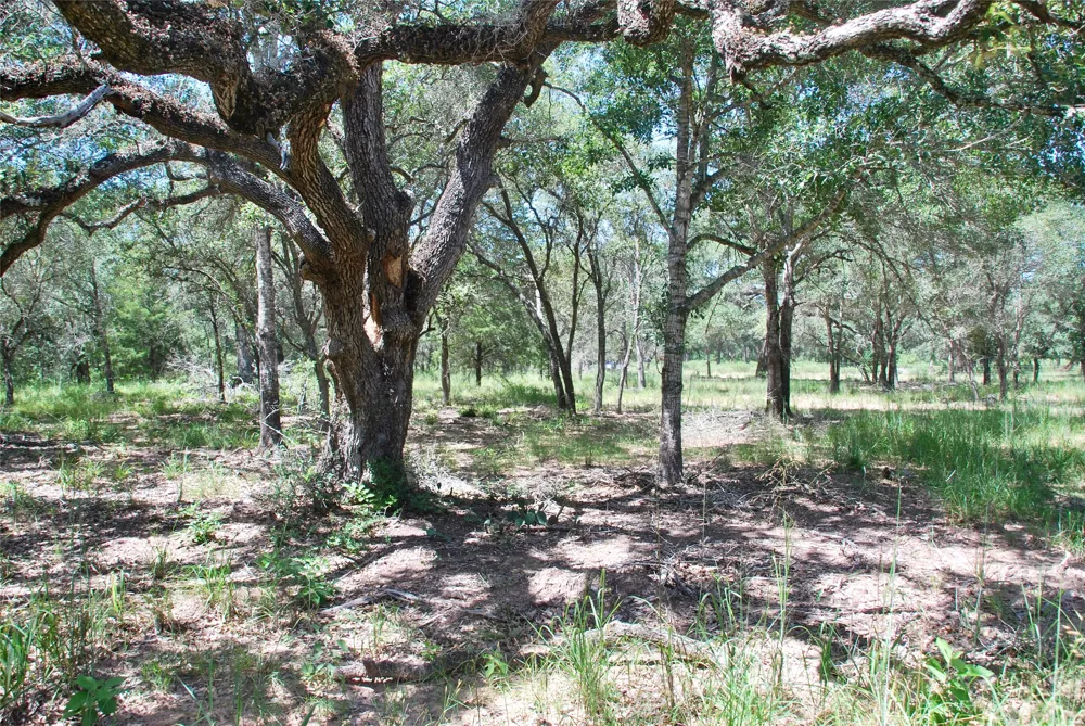 182 County Road 123F Hallettsville, TX 77964