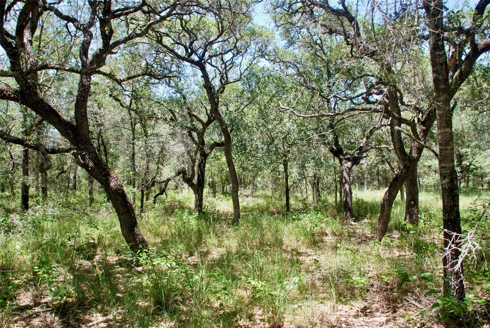 182 County Road 123F Hallettsville, TX 77964