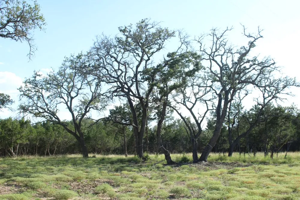 56 Travis Oaks Drive Marble Falls, TX 78654