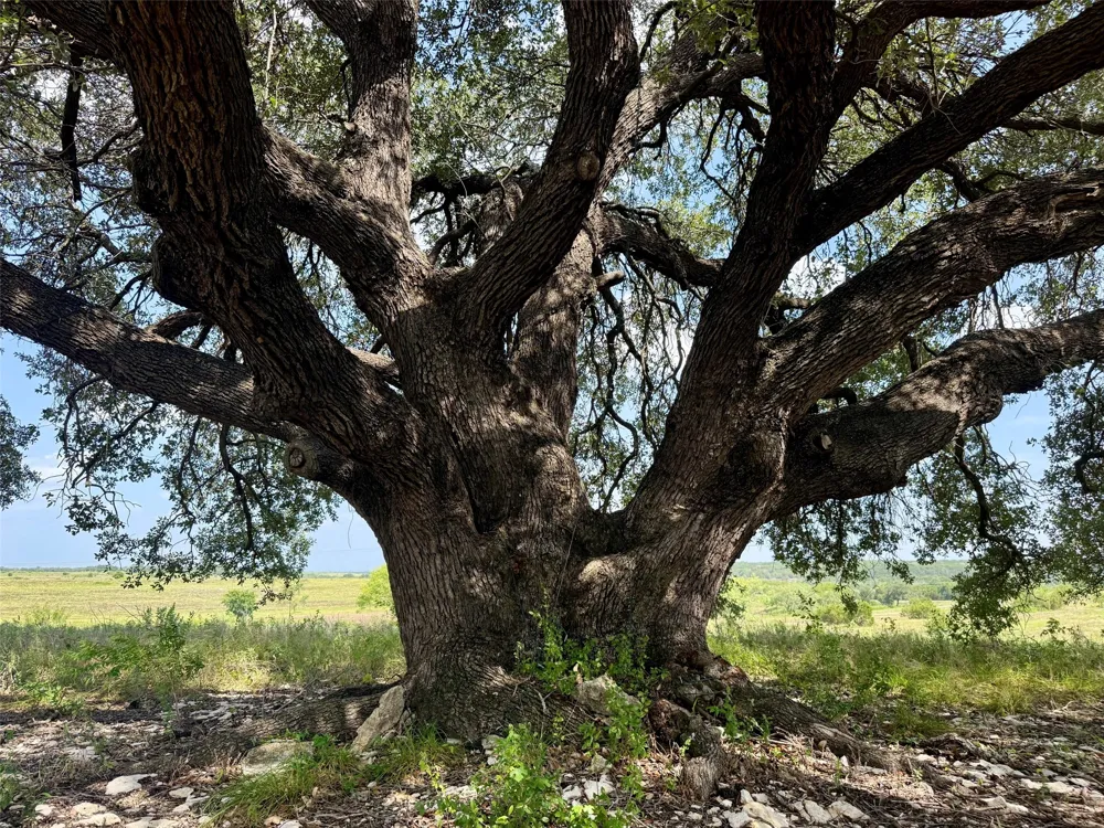 13 TBD PR FM 2905 Hamilton, TX 76531