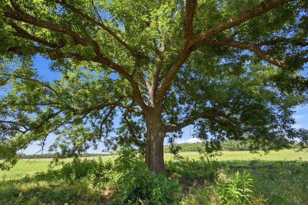 Fm 216 #89 Iredell, TX 76649