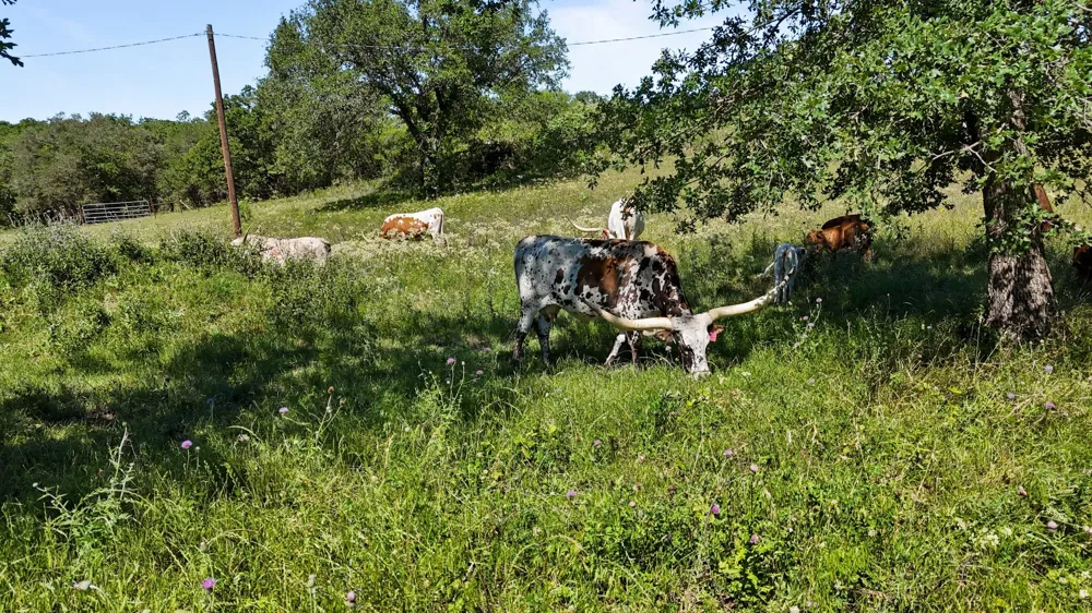 156 PR 3626 Springtown, TX 76082