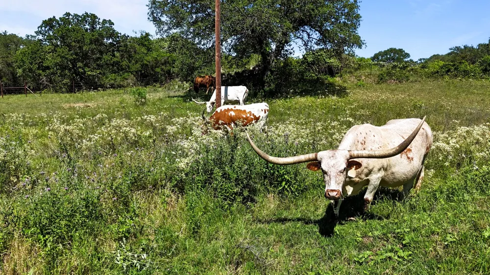 156 Private Road 3626 Springtown, TX 76082