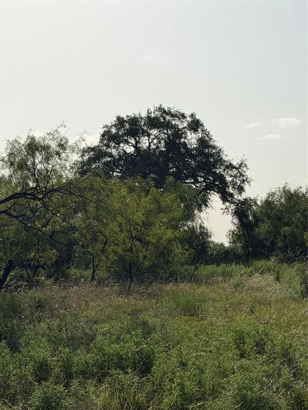 Comanche Hills Dr Comanche, TX 76442