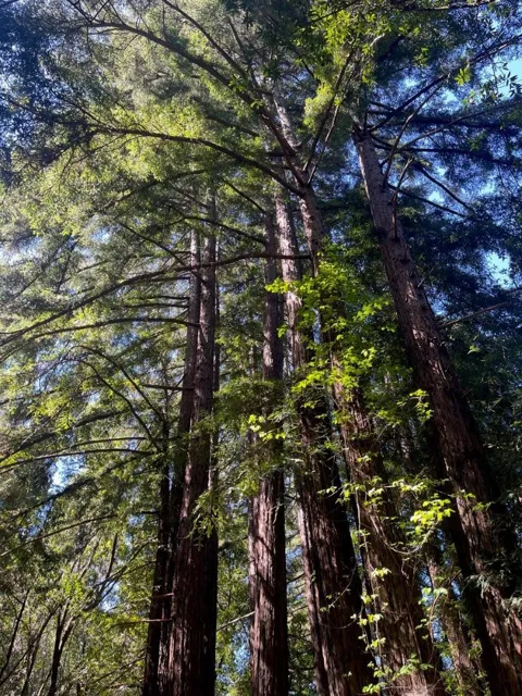 Sycamore Cyn Road