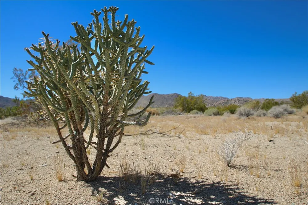 66400 29 Palms Highway Joshua Tree, CA 92252
