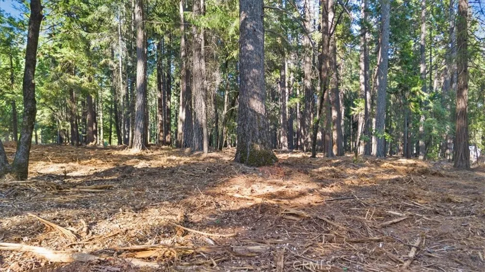 Nimshew Ridge Magalia, CA 95954