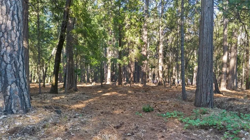 Nimshew Ridge Magalia, CA 95954