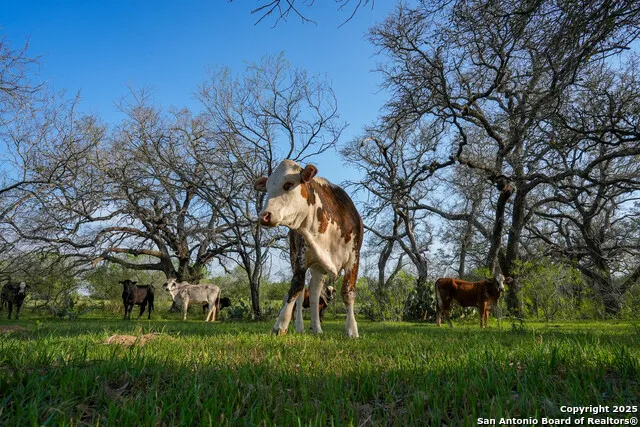 TBD County Road 404 Floresville, TX 78114