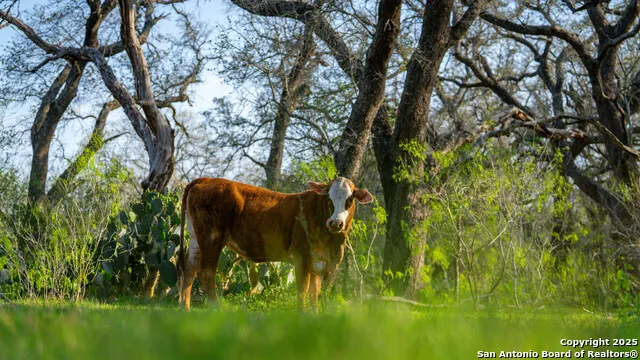 TBD County Road 404 Floresville, TX 78114