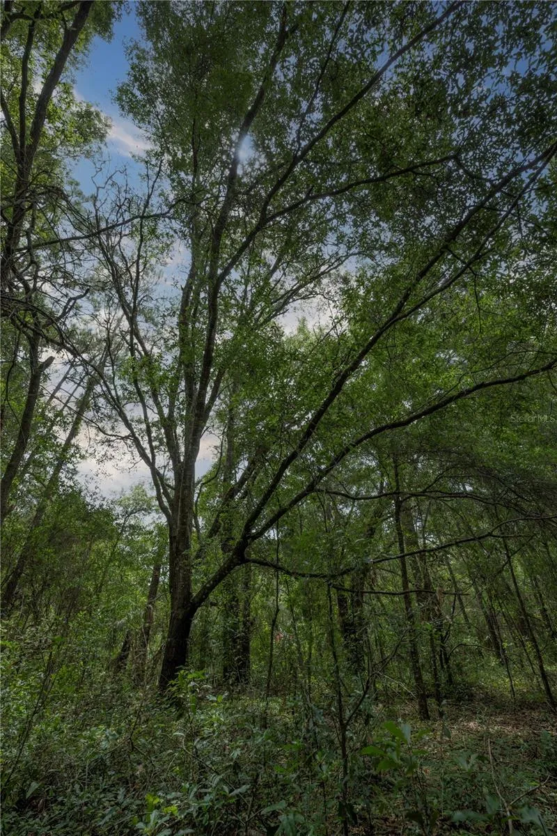 TBD SE 55TH STREET Morriston, FL 32668