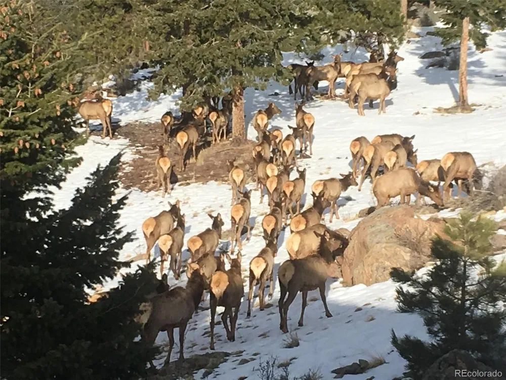 33550 Mount Wilson Road Pine, CO 80470