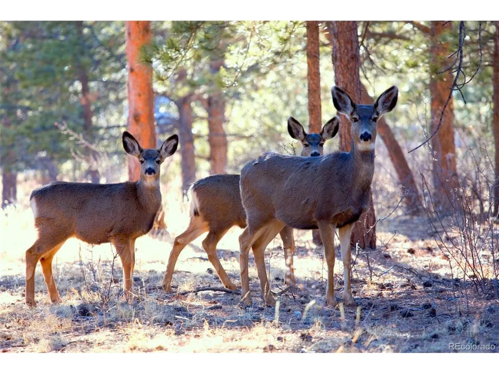 33550 Mount Wilson Road Pine, CO 80470