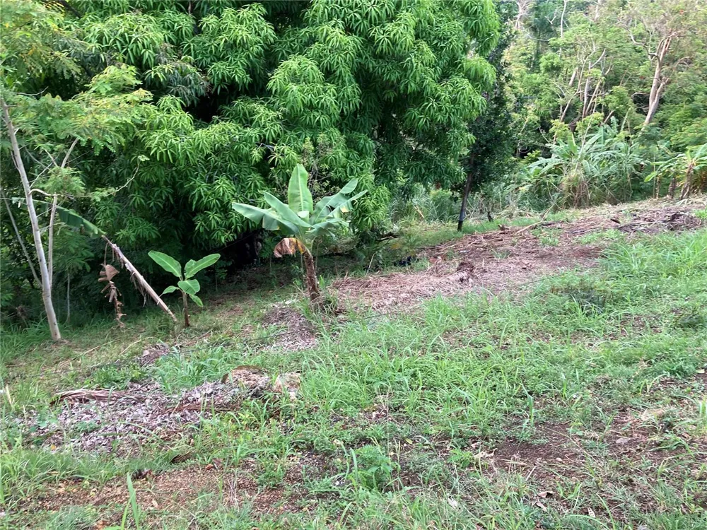 0 BO CRUCES, CARR. 115 RAMAL 4414 KM HM 2.5 ROAD Aguada, PR 00602