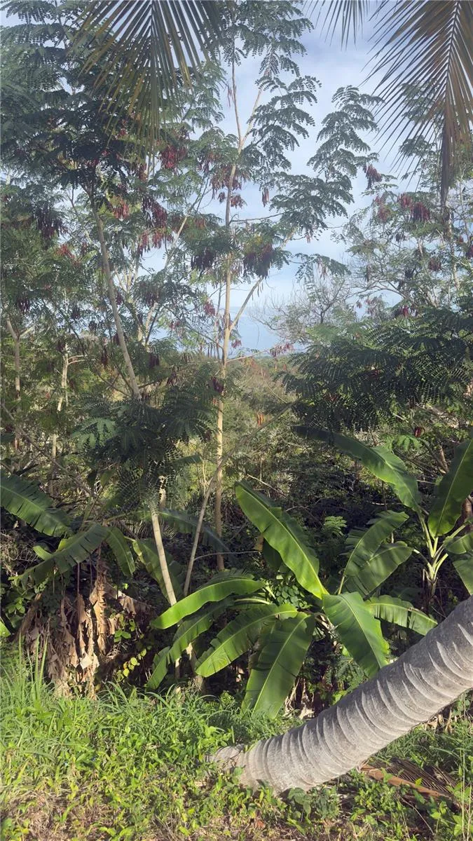 0 BO CRUCES, CARR. 115 RAMAL 4414 KM HM 2.5 ROAD Aguada, PR 00602