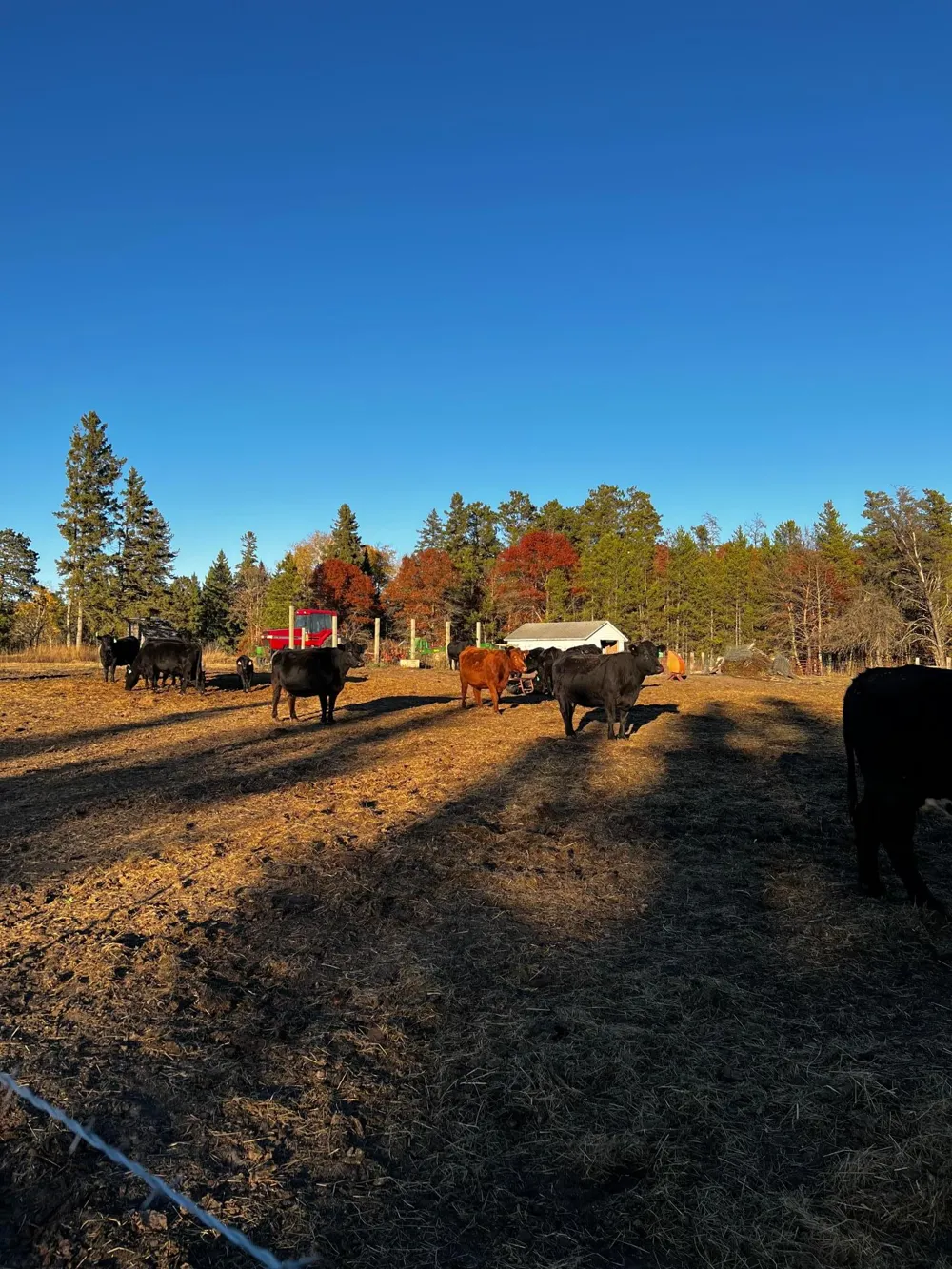 14844 129th Avenue Park Rapids, MN 56470