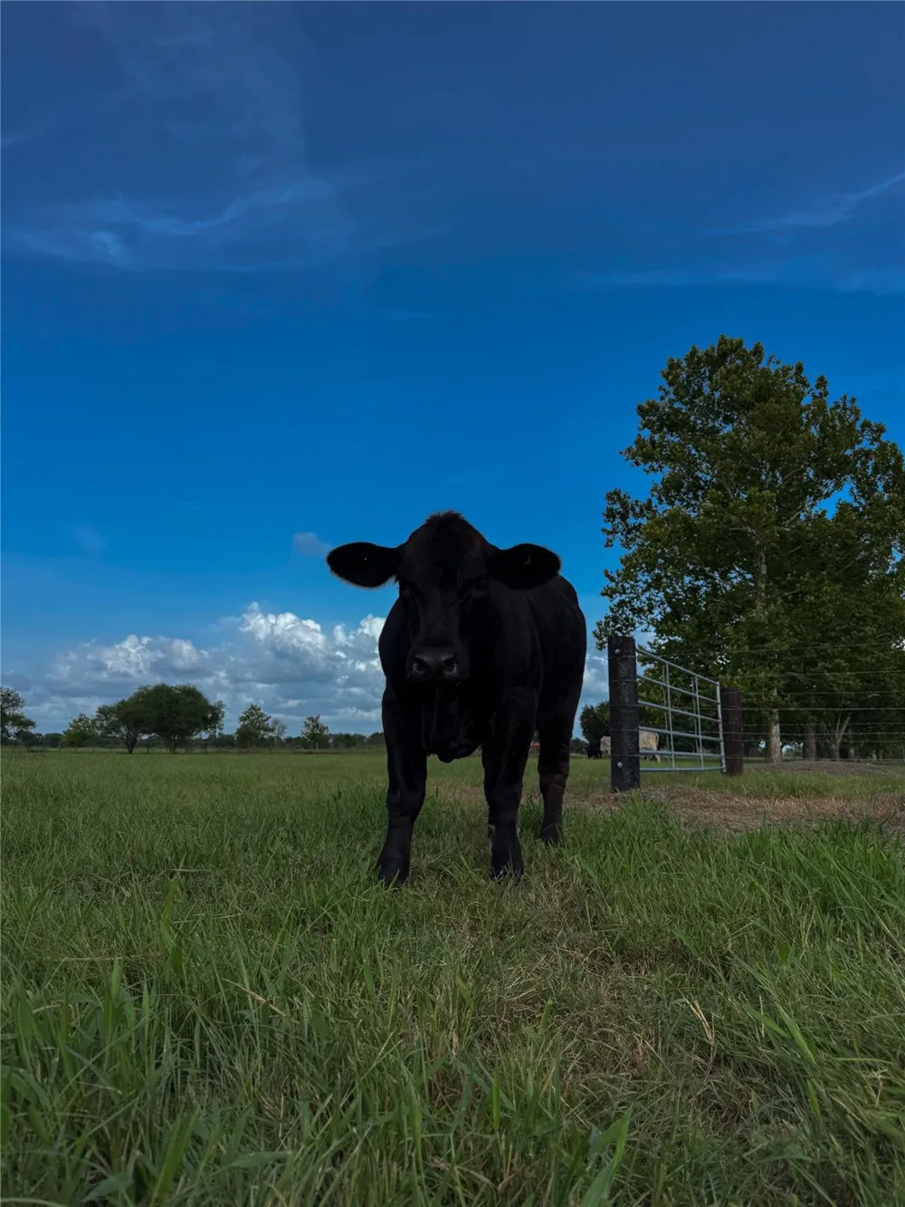 5903 Foster School Road Needville, TX 77461