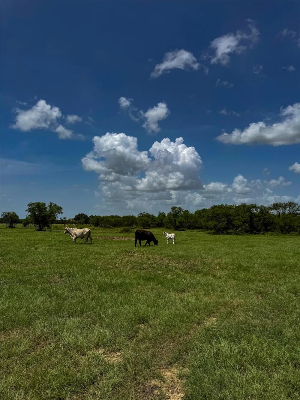 5903 Foster School Road Needville, TX 77461