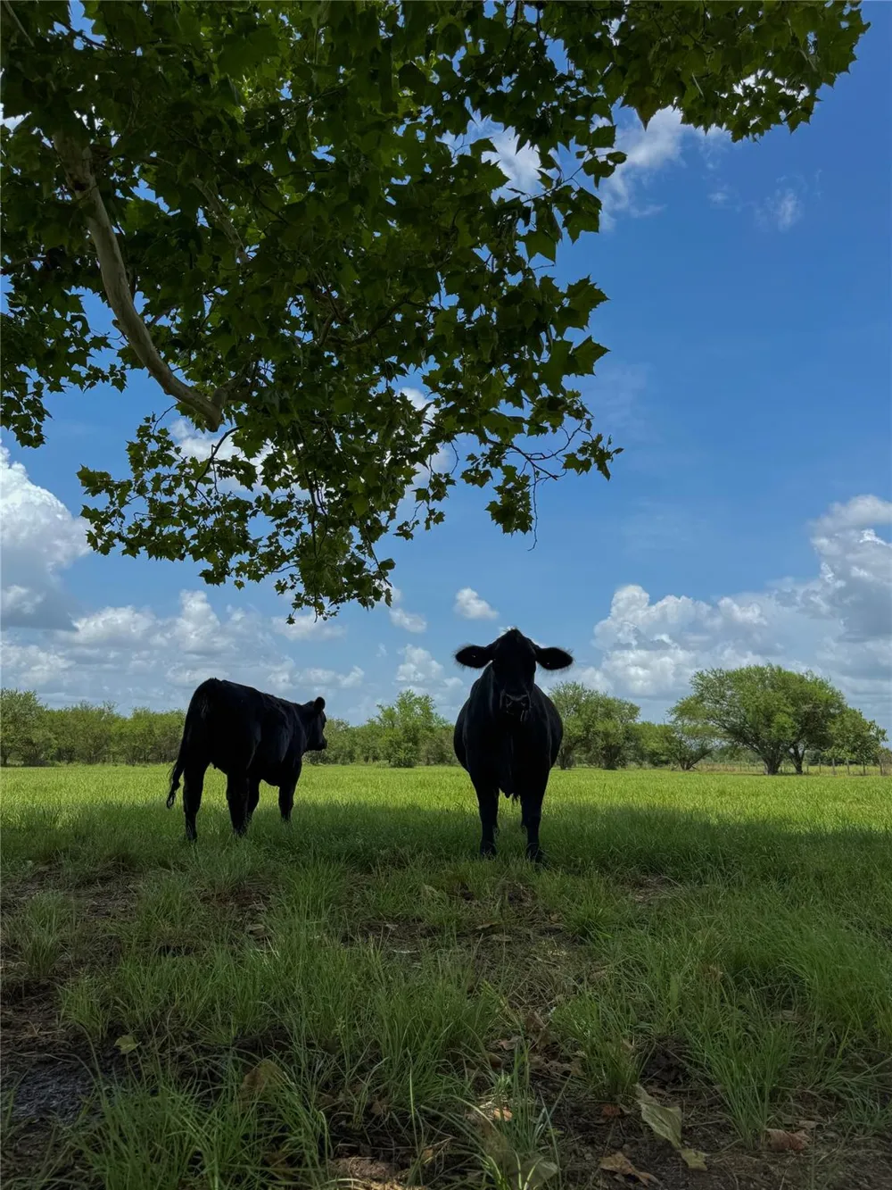5903 Foster School Road Needville, TX 77461
