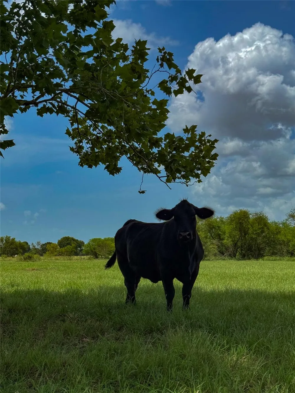 5903 Foster School Road Needville, TX 77461