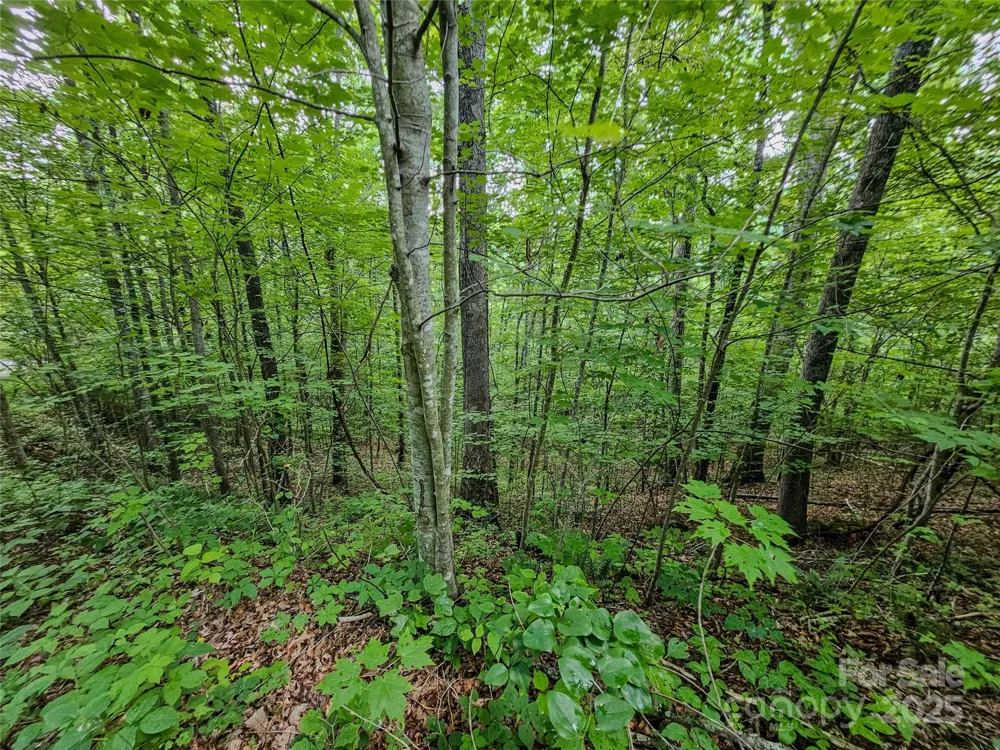 TBD Rumbling Bald Road #15 Lake Lure, NC 28746